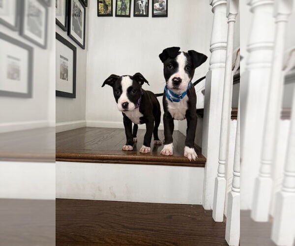 Medium Photo #4 American Pit Bull Terrier-Labrador Retriever Mix Puppy For Sale in Brewster, NY, USA