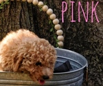 Small Photo #12 Goldendoodle mix (+ Poodle Miniature) Puppy For Sale in MOORESVILLE, IN, USA