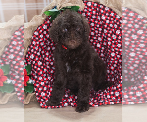 Poodle (Standard) Puppy for Sale in PEYTON, Colorado USA