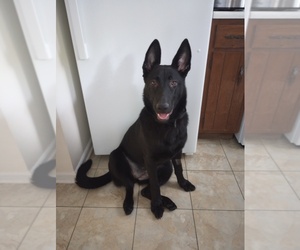 Malinois Puppy for sale in BEAVERCRK TWP, OH, USA