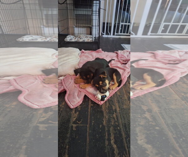 Medium Photo #2 German Shepherd Dog-Unknown Mix Puppy For Sale in Mobile, AL, USA