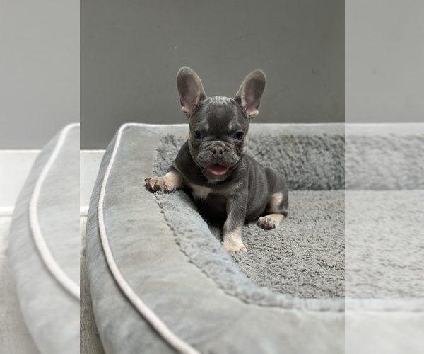 Medium Photo #2 French Bulldog Puppy For Sale in SOUTHGATE, MI, USA
