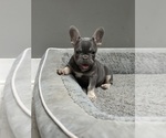Small #1 French Bulldog