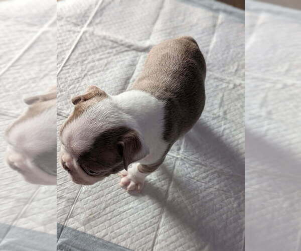 Medium Photo #21 Boston Terrier Puppy For Sale in GONIC, NH, USA