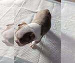 Small #4 Boston Terrier