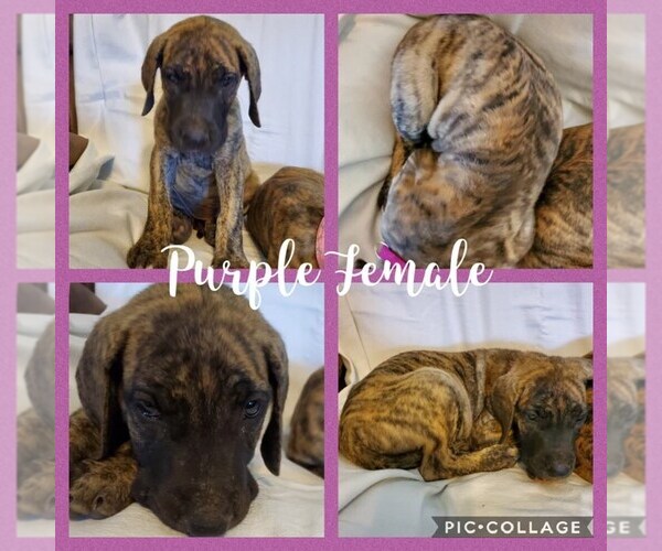 Medium Photo #1 Great Dane Puppy For Sale in WEATHERFORD, TX, USA
