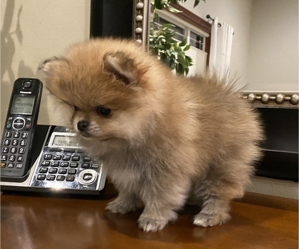Medium Photo #2 Pomeranian Puppy For Sale in ANTELOPE, CA, USA