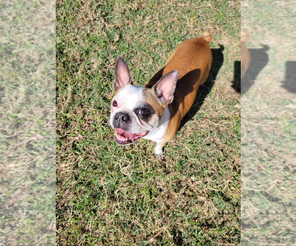 Medium Photo #4 Boston Terrier Puppy For Sale in Little Elm, TX, USA