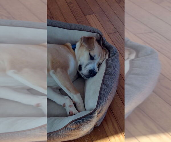 Medium Photo #2 Mutt Puppy For Sale in Elmsford, NY, USA