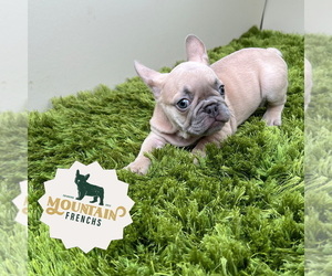 French Bulldog Puppy for sale in GREER, SC, USA