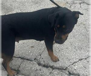 Rottweiler Dogs for adoption in Palmetto, FL, USA