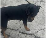 Small Rottweiler