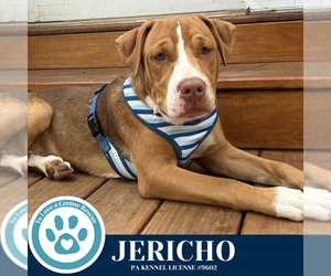 American Pit Bull Terrier-Labrador Retriever Mix Dogs for adoption in Kimberton, PA, USA