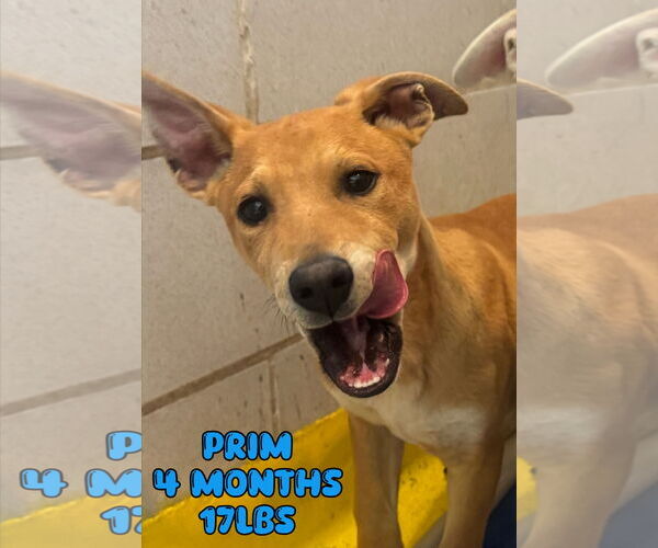 Medium Photo #1 Mutt Puppy For Sale in Woodbury, NY, USA