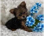 Small #6 Yorkshire Terrier
