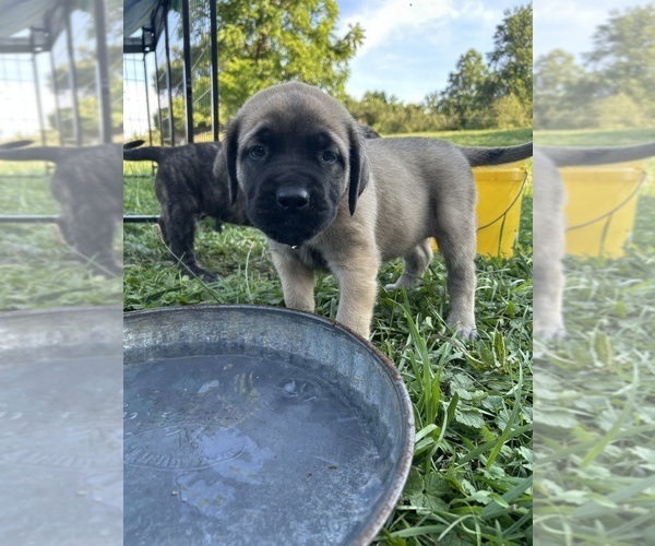 Medium Photo #7 Mastiff Puppy For Sale in COEBURN, VA, USA