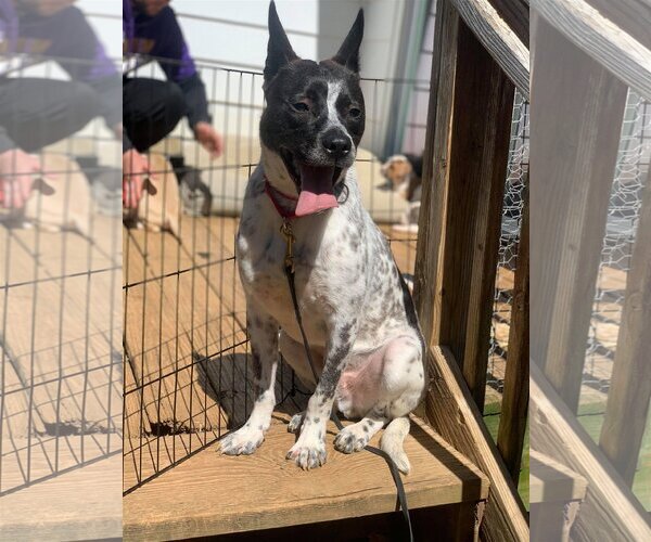 Medium Photo #21 Mutt Puppy For Sale in Derwood, MD, USA