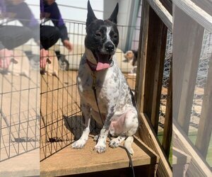Spotty - Male Mutt Dog for Adoption - Photo #21