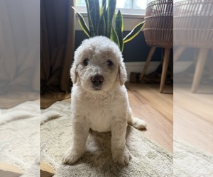Aussiedoodle-Goldendoodle Mix Litter for sale in GREENWOOD, SC, USA