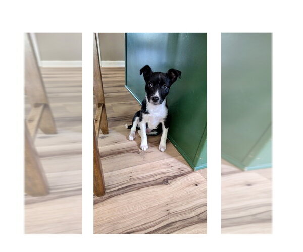 Medium Photo #3 Feist Terrier-Unknown Mix Puppy For Sale in Mooresville, NC, USA