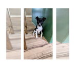 Small #2 Feist Terrier Mix