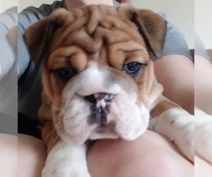 Bulldog Puppy for sale in STILLWATER, OK, USA