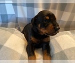 Small Photo #13 Doberman Pinscher Puppy For Sale in PLYMOUTH, MA, USA
