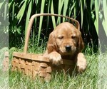 Image preview for Ad Listing. Nickname: Chloe