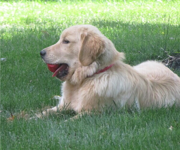 Medium Photo #11 Golden Retriever Puppy For Sale in MECHANICSVILLE, MD, USA