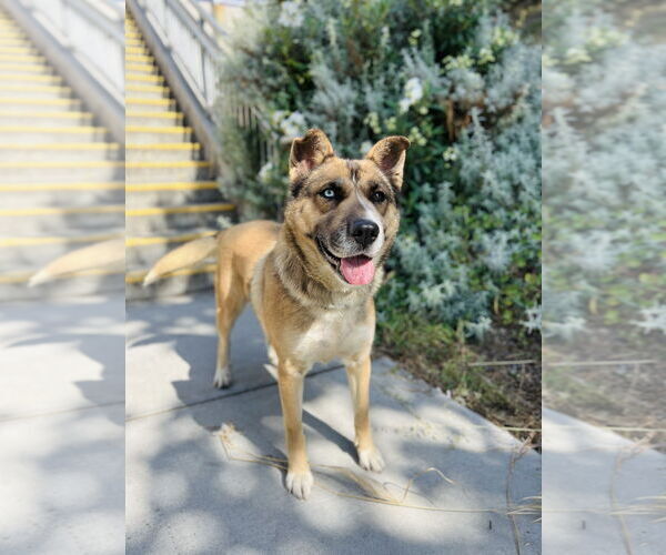 Medium Photo #3 Siberian Husky Puppy For Sale in Salinas, CA, USA
