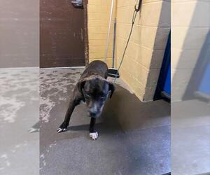 Mutt Dogs for adoption in Stockton, CA, USA