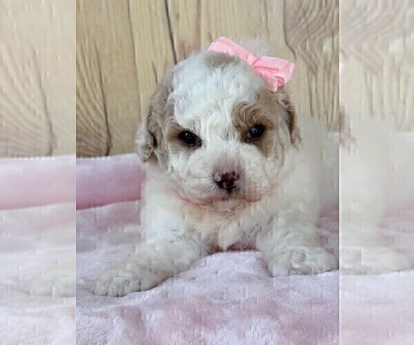 Medium Photo #6 Maltipoo Puppy For Sale in JENSEN BEACH, FL, USA
