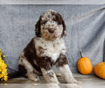 Small #4 Miniature Labradoodle