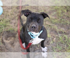 PRADA - Female American Pit Bull Terrier Dog for Adoption - Photo #2