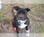 Small Photo #2 American Pit Bull Terrier Puppy For Sale in Ocala, FL, USA