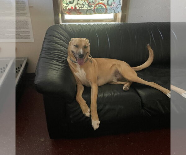 Medium Photo #48 Mutt Puppy For Sale in Fargo, ND, USA