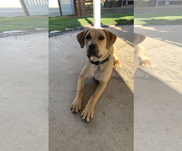 Medium Photo #1 Mastiff Puppy For Sale in Menifee, CA, USA