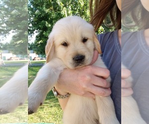 Golden Retriever Puppy for sale in ZILLAH, WA, USA