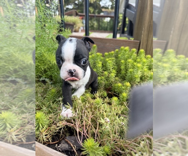 Medium Photo #3 Boston Terrier Puppy For Sale in FREDONIA, KS, USA