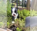 Small #2 Boston Terrier