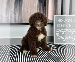 Bernedoodle (Miniature) Puppy for sale in FRANKLIN, IN, USA
