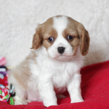 Medium Photo #1 Cavalier King Charles Spaniel Puppy For Sale in GAP, PA, USA