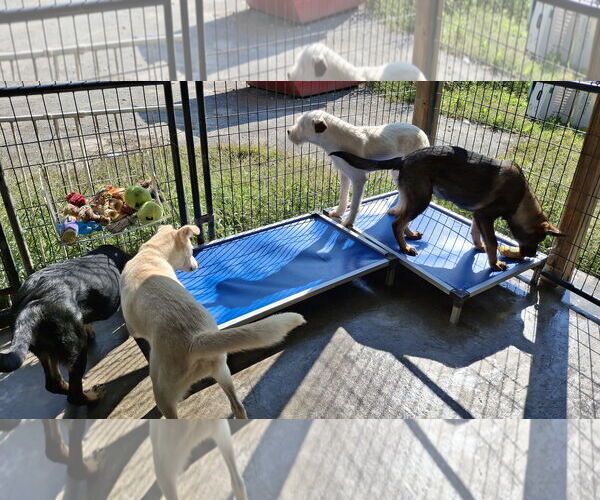 Medium Photo #11 Mutt Puppy For Sale in Sebec, ME, USA