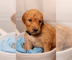 Small #4 Goldendoodle