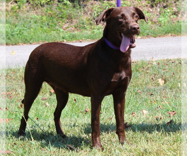 Medium Photo #2 Chocolate Labrador retriever-Unknown Mix Puppy For Sale in Prattville, AL, USA