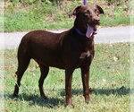Small #1 Chocolate Labrador retriever Mix