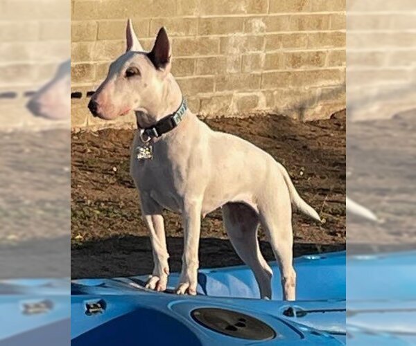 Medium Photo #3 Bull Terrier Puppy For Sale in  Ramona, CA, USA