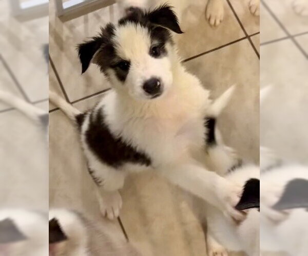 Medium Photo #1 Siberian Husky-Unknown Mix Puppy For Sale in Mesa, AZ, USA