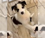Small Siberian Husky Mix