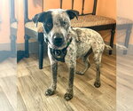 Small #3 Mutt